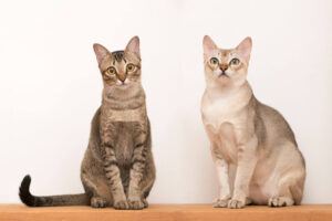Kot singapurski to rasa kotów wywodząca się z Singapuru, lecz najprężniej rozwijana w USA i Wielkiej Brytanii.