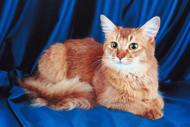 Kot somalijski to rasa kotów, która wyodrębniła się w Stanach Zjednoczonych w latach 60. XX wieku.