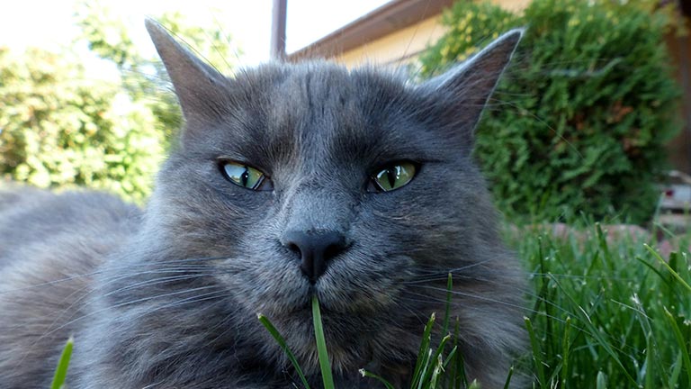 Kot nebelung na trawniku