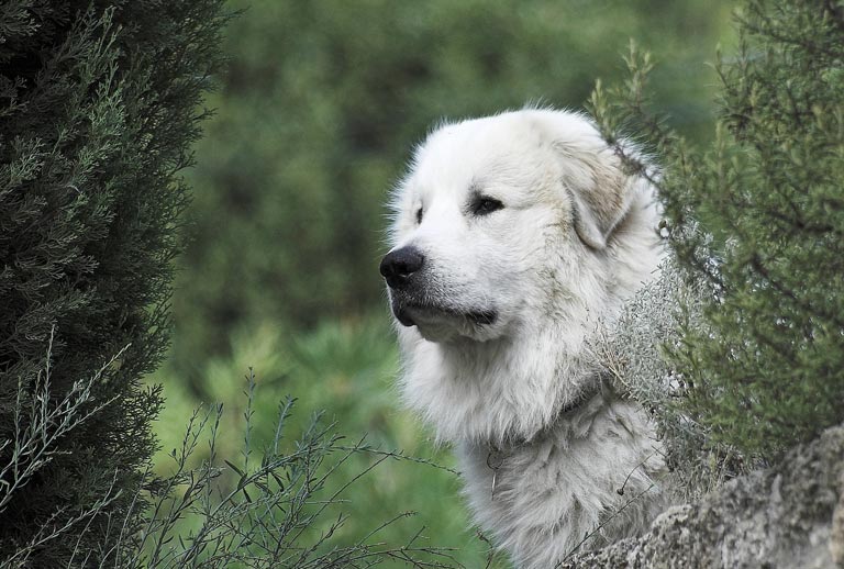 Pirenejski pies górski to rasa psów wyhodowana do pilnowania stad owiec i kóz.