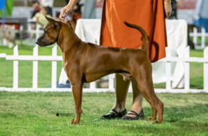 Jak wygląda thai ridgeback?