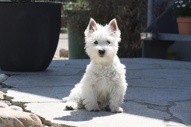 West highland white terrier – charakter