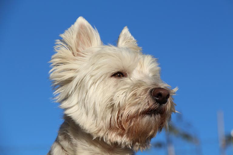 West highland white terrier – opisy rasy