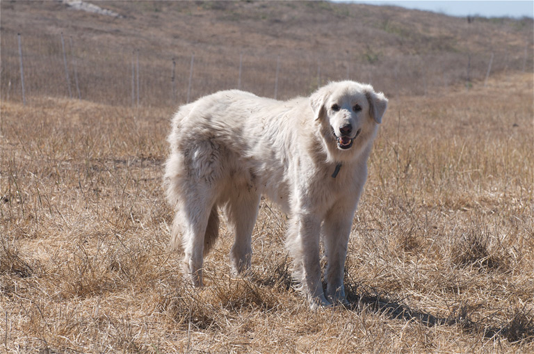Akbash to rasa psów górskich, która pochodzi od molosów, wyhodowana i wykorzystywana do pracy w zachodniej Turcji jako chroniący stad.