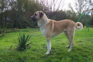 Anatolian został uznany przez FCI w 1989 roku.