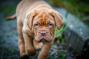Dog z Bordeaux, a właściwe dogue de Bordeaux to jedna z najstarszych francuskich ras psów