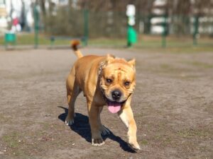 DOG Z MAJORKI – hodowla