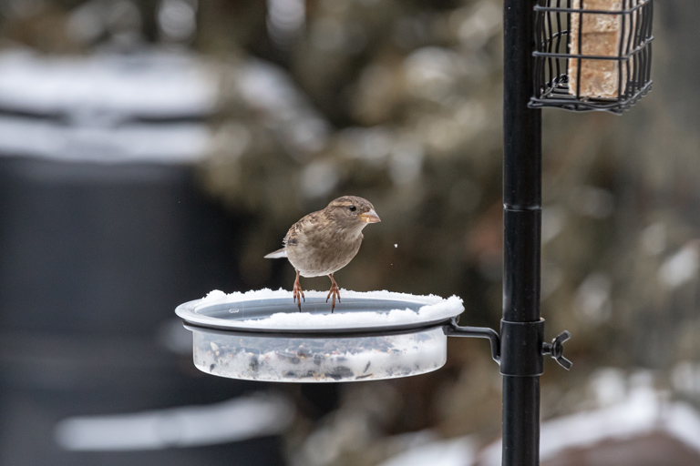 Dokarmianie ptaków zimą – jak dokarmiać ptaki zimą prawidłowo
