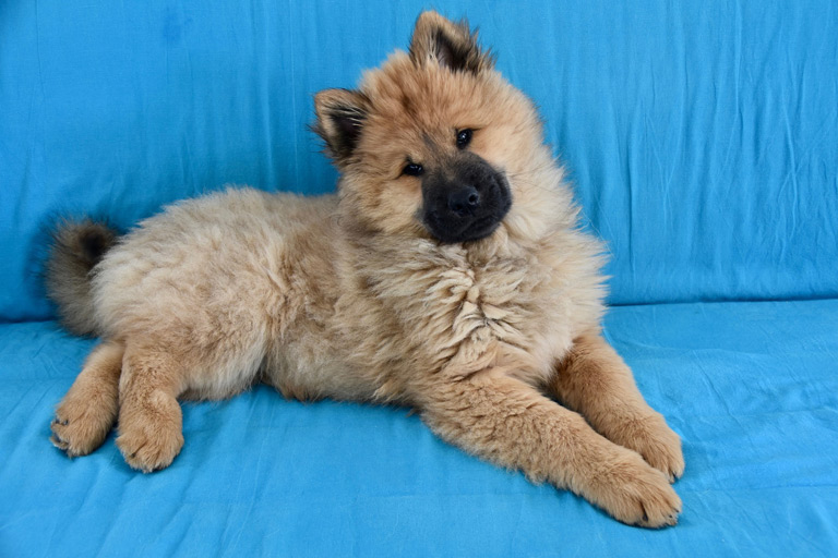 Eurasier to rasa psów, która została wyhodowana w Niemczech w latach 60. XX wieku.