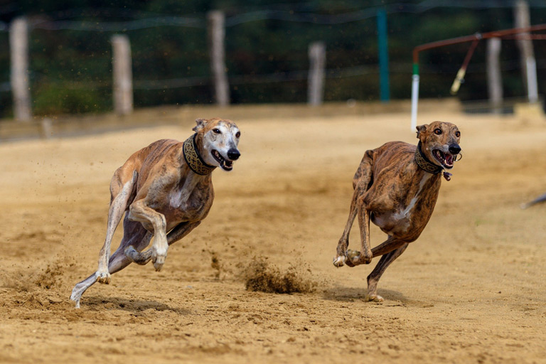 Cena greyhounda z hodowli waha się od 2000 do 3000 zł.