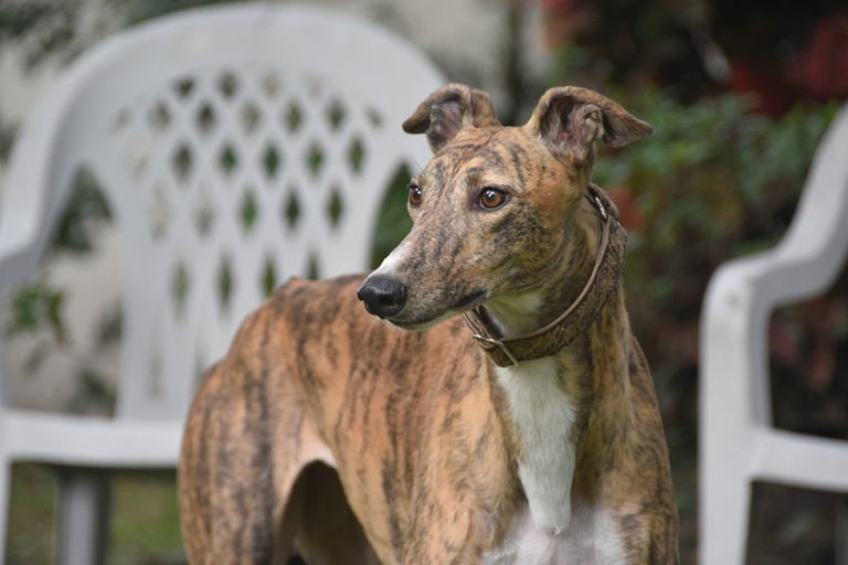 Greyhound, zwany również chartem angielskim to rasa psów, której przodkowie pochodzą prawdopodobnie z Egiptu.