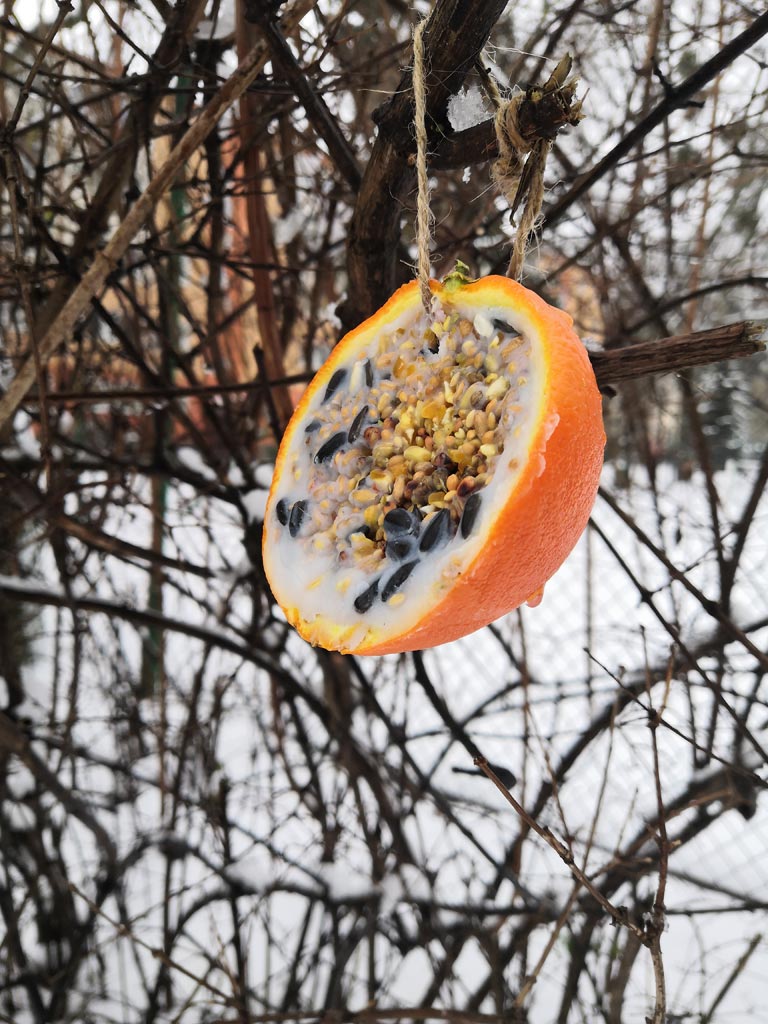 Karmnik dla ptaków z pomarańczy