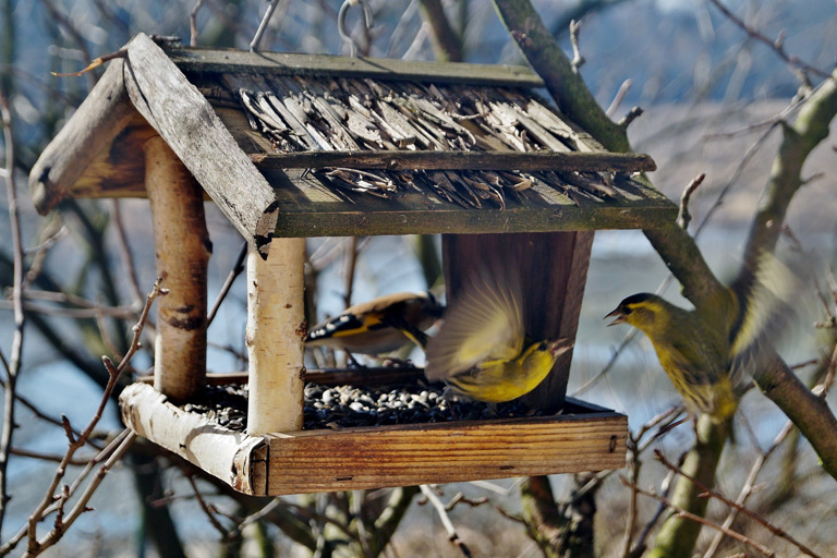 Jak zrobić karmnik dla ptaków – POMYSŁY i INSTRUKCJE