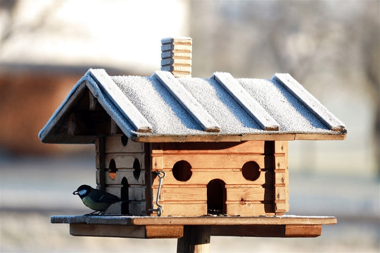Dokarmienia ptaków zimą – jak dokarmiać ptaki zimą prawidłowo | Zoonews.pl