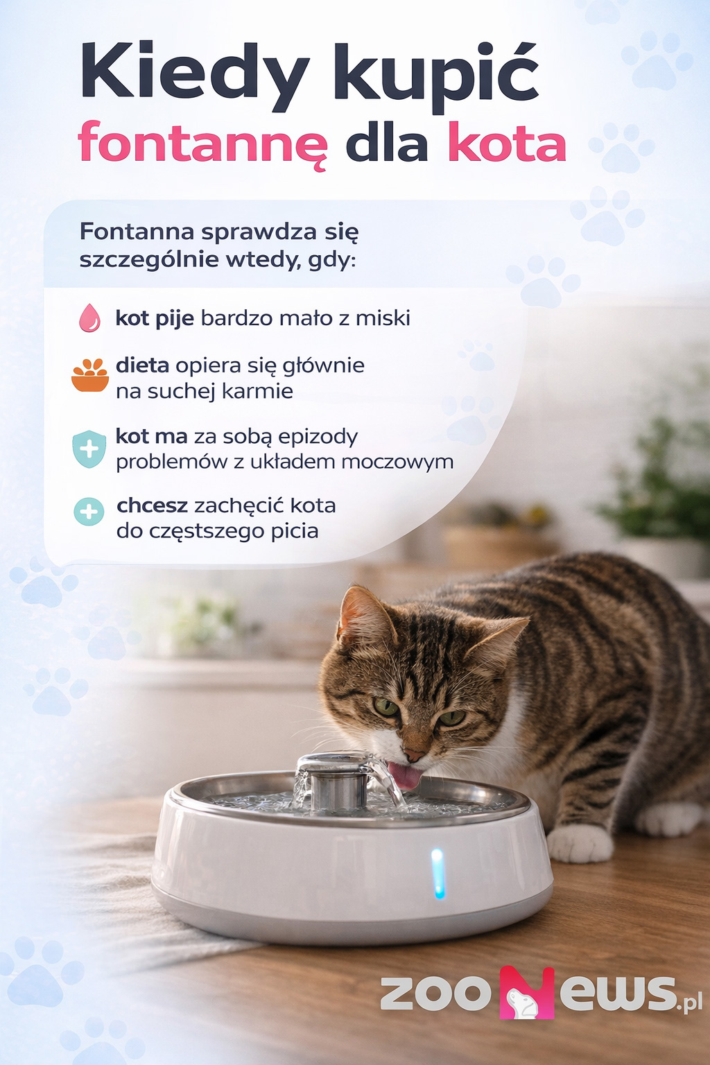 Kiedy kupić fontannę dla kota