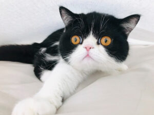 Figurina CollectA Gatto Exotic Shorthair – Pelo Corto – Modello Realistico In Miniatura – Colore Bianco Con Macchie Arancioni