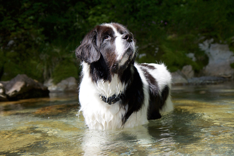 Landseer to pies o zbliżonym charakterze do nowofundlanda.