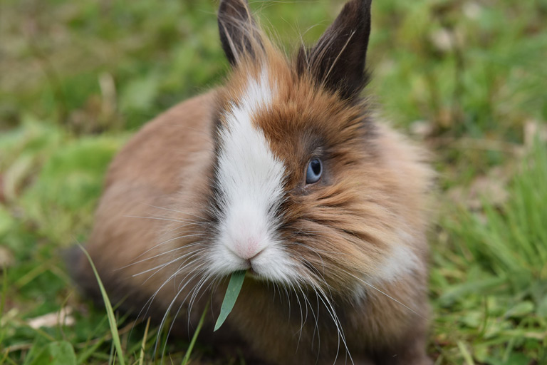 Rasy królików – 9 najpopularniejszych ras królików