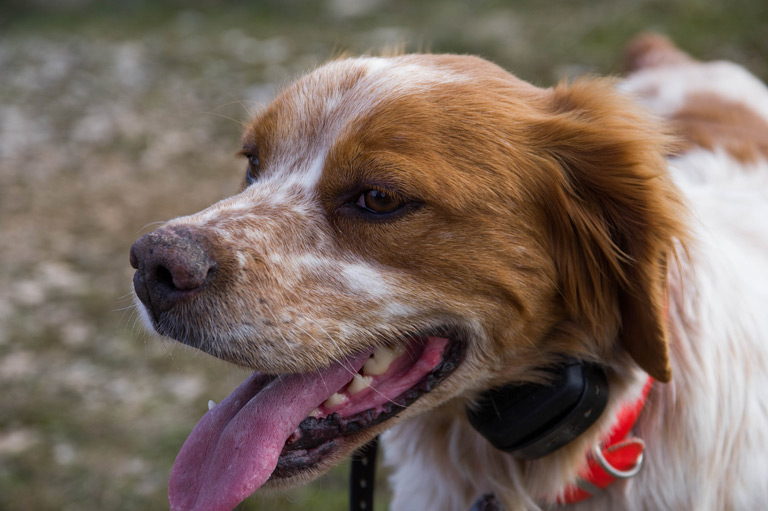 Spaniel bretoński to bardzo czuły i wierny pies myśliwski.