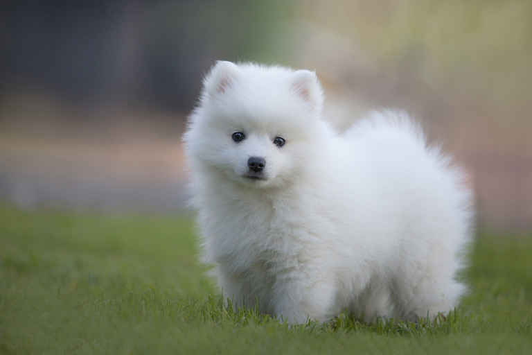 Szpic japoński to rasa psów, która najprawdopodobniej pochodzi od białego, niemieckiego szpica, który zawędrował do kraju kwitnącej wiśni w 1920 roku.