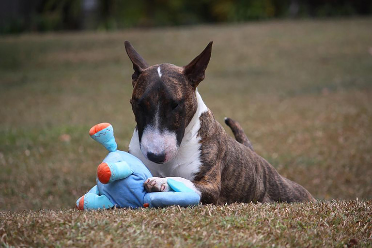 Ekologiczne zabawki dla psa – jak bawić się z psem odpowiedzialnie