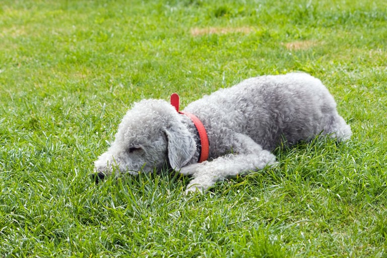 Bedlington terrier może żyć w mniejszym mieszkaniu, potrzebuje jednak ruchu – nie jest to pies kanapowy.
