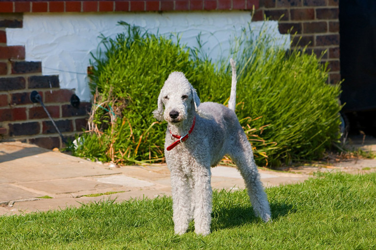 Bedlington terrier to rasa psów, która wywodzi się od psów hodowanych już w XVIII wieku w północnej Anglii w miasteczku Bedlington.
