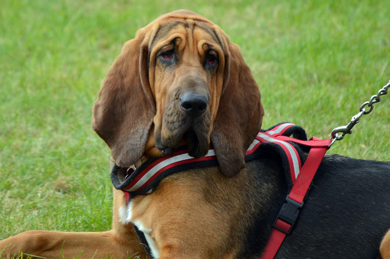 Bloodhound to rasa psów gończych będąca potomkami w prostej linii psów św. Huberta, które z kolei są potomkami celtyckich psów gończych.
