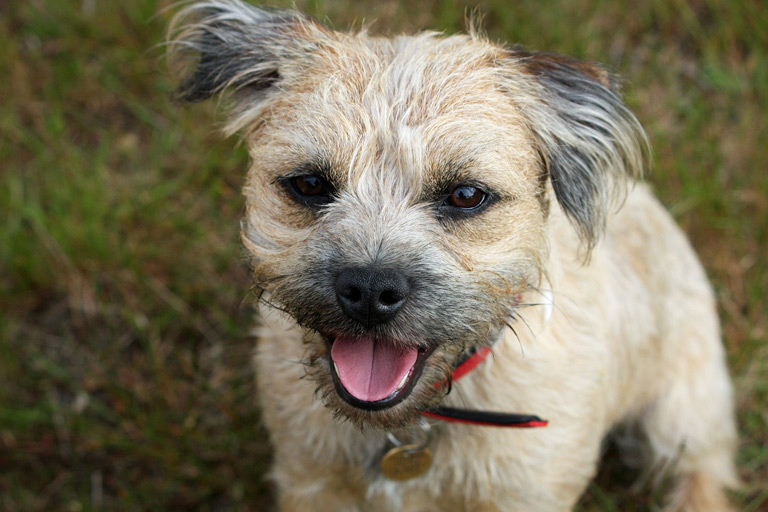Border terrier to rasa psów, która pochodzi z pogranicza Anglii i Szkocji z terenów na wzgórzach Cheviotu.