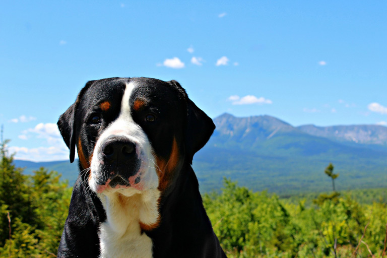 Duży szwajcarski pies pasterski może być psem stróżujący, nie jest zbyt ufny, a jednocześnie potrafi być szczekliwy.