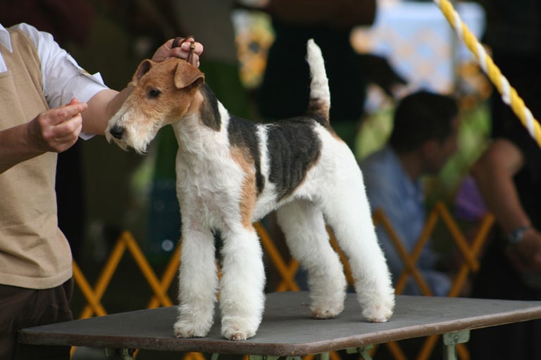 Foksterier jest jedną z najstarszych angielskich rasa psów, w której żyłach płynie krew terierów, bulterierów, beagli czy greyhoundów, którymi zajęła się angielska sportowa kynologia.