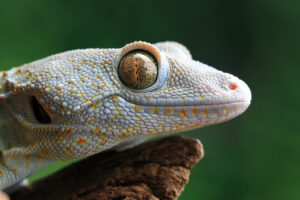 Tokay gecko wystepuje w wilgotnych lasach równikowych południowo-wschodniej Azji oraz na Wyspach Archipelagu Malajskiego.