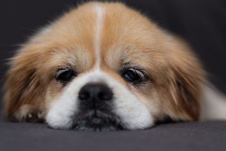 Glista psia – objawy, leczenie i profilaktyka
