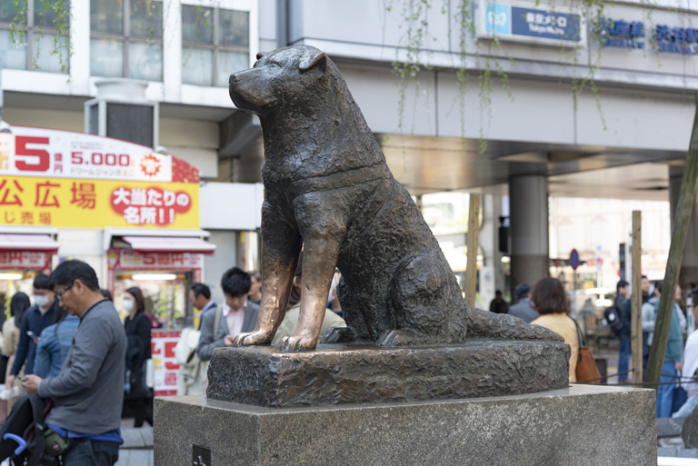 Wzruszająca historia Hachiko zaczęła się w 10 listopada 1923 roku w japońskim mieście Odate, gdzie psiak przyszedł na świat.