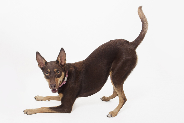 Kelpie to jedna z trzech australijskich ras psów pasterskich obok australian cattle dog oraz australian stumpy tail cattle dog.