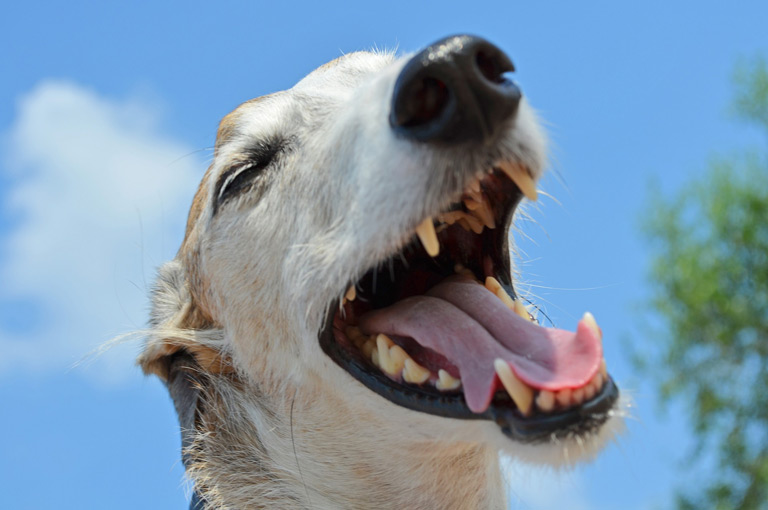 Oszacowanie wieku psa możemy wykonać, licząc zęby zwierzęcia.
