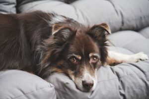 Leczenie leptospirozy u psów odbywa się zwykle dwutorowo, lecząc objawy, jak i zwalczając bakterię.