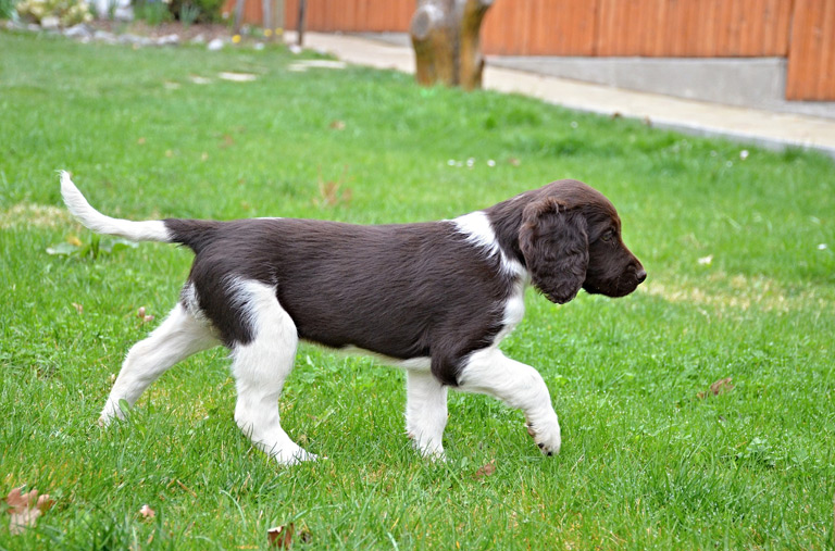 Mały münsterländer to rasa psów, która powstała ze skrzyżowania wyżła niemieckiego długowłosego z płochaczem.