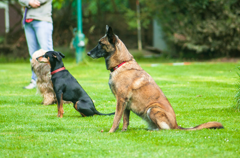 W obedience niezwykle ważne są wzorce ruchowe i precyzja, dlatego pamięć ruchowa u psa powinna być kształtowana tak wcześnie, jak tylko się da.