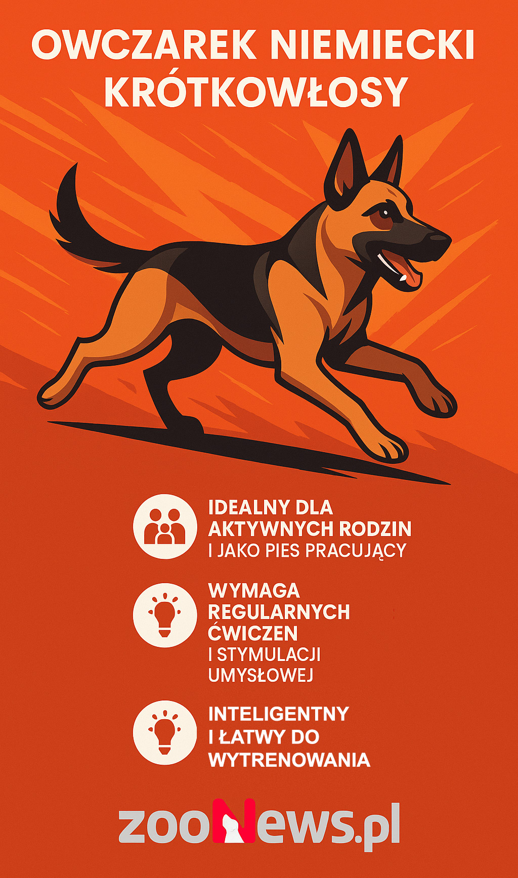 Owczarek niemiecki krótkowłosy infografika