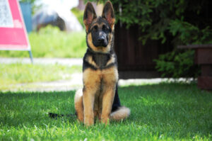 Owczarek niemiecki krótkowłosy kosztuje ok. 3,5 tysiąca złotych. Cena za psy do reprodukcji jest dwukrotnie wyższa