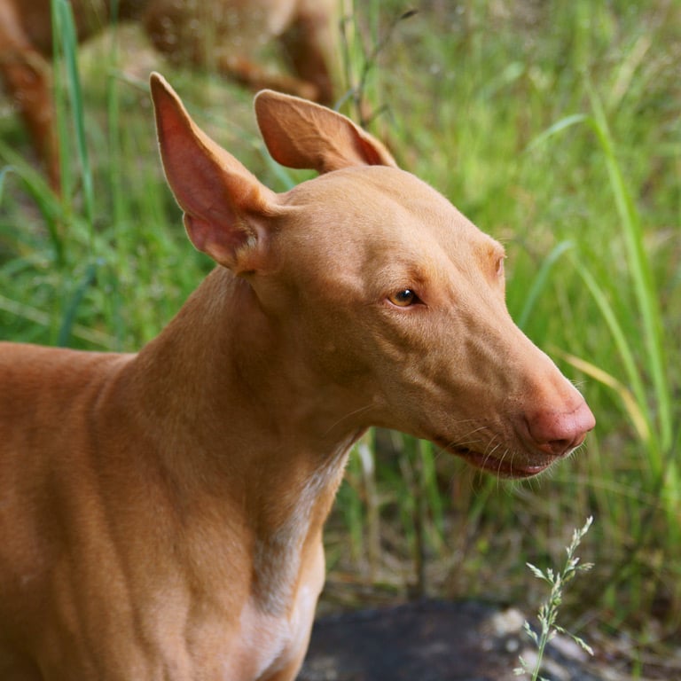 Pies faraona to rasa psów w typie pierwotnego charta ze stojącymi uszami. Psy te pochodzą z Malty, gdzie trafiły najprawdopodobniej z Fenicjanami.