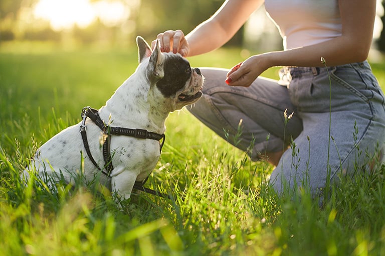 Szkolenie psa – jak wychować psa?