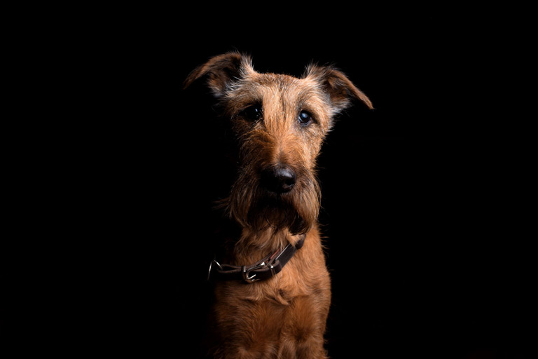 Terier irlandzki to stara rasa psów stróżujących wykorzystywana do tępienia gryzoni. Jego potwierdzona historia opisana została dopiero w XIX wieku.