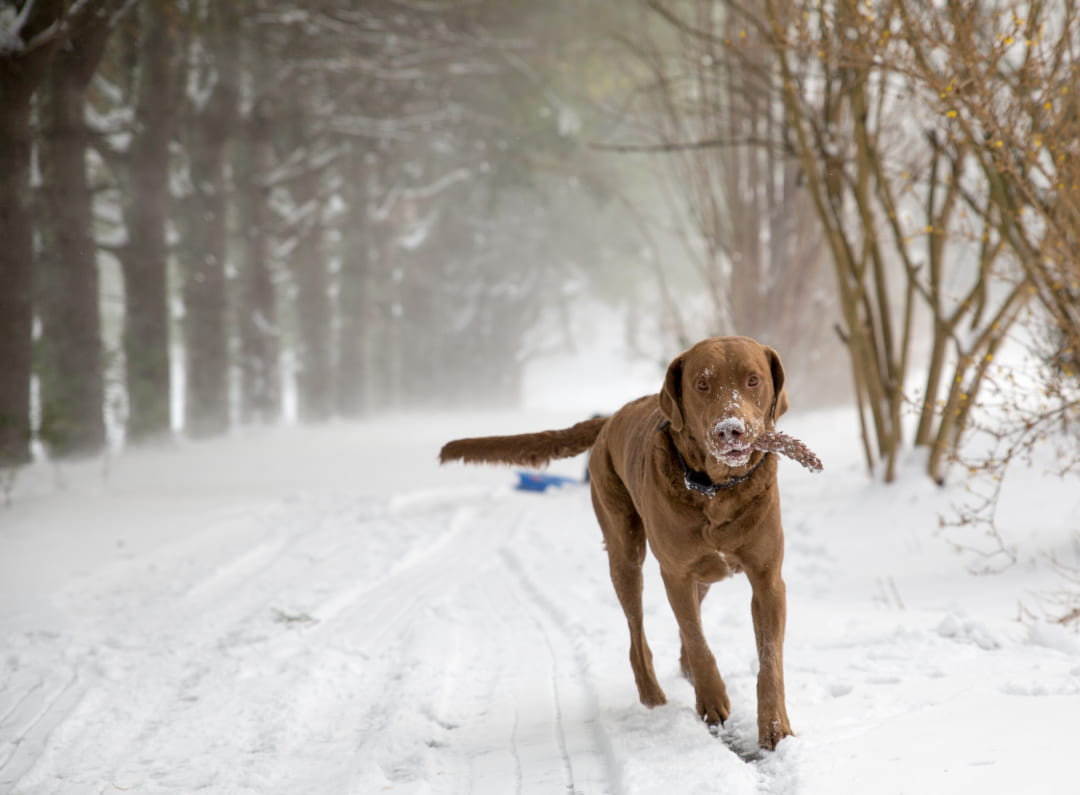 Chesapeake Bay Retriever