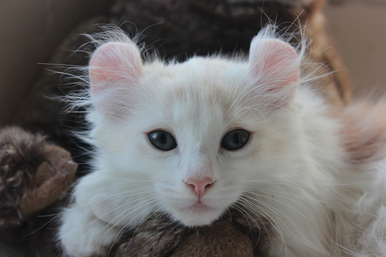 Amerykański curl to bardzo młoda rasa kotów, której historia rozpoczęła się w 1981 roku w USA w Kalifornii.