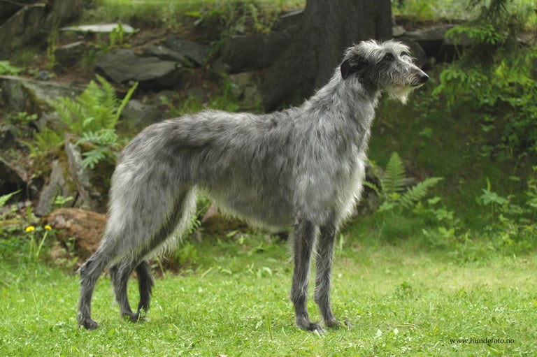 Chart szkocki deerhound dotarł do Szkocji prawdopodobnie z kupcami fenickimi. Duże psy, wykorzystywane do pogoni za zwierzyną były obecne na tych terenach już w czasie rzymskich podbojów.