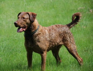 Chesapeake bay retriever na trawie