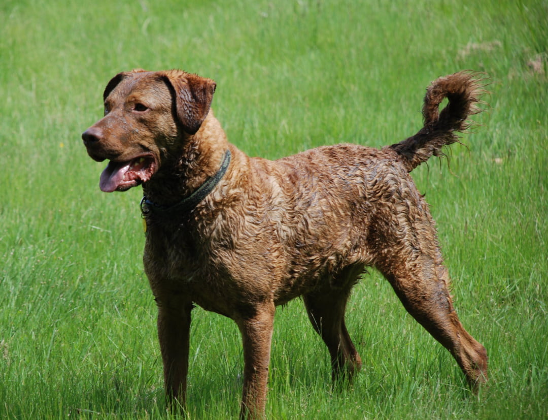 Chesapeake bay retriever – opis rasy