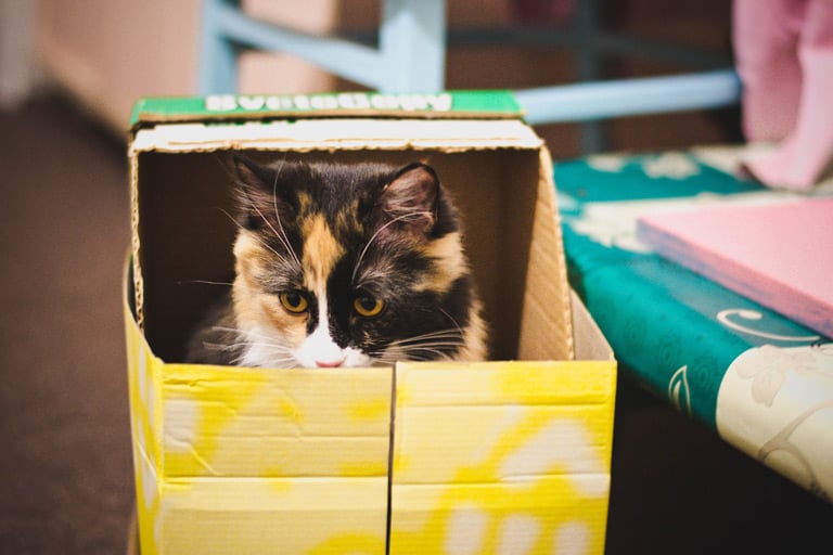 Oczywiście domek dla kota z kartonu można uatrakcyjnić, wycinając otwory, w których umieścimy wiszące pompony, pióra czy piłeczki. Konstrukcje można rozbudowywać wedle uznania, dopasowując do przestrzeni, jaką gospodarujemy